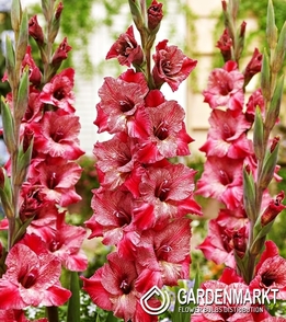 Gladiolus Gladiole Strawberry Swirl 5 St.