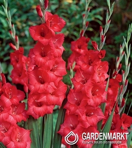 Gladiolus Gladiole Rosiebee Red 5 St.