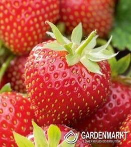 Fragaria Elkat 1 St.