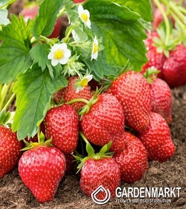 Fragaria Kent 1 St.