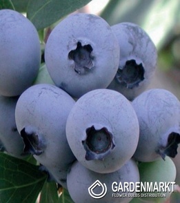 Vaccinium Corymbosum Blue Jay Kulturheidelbeere 1 St.