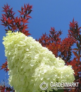 Hydrangea Paniculata Polar Bear Rispenhortensie 1 St.