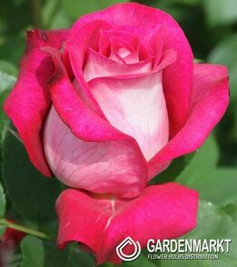 Mehrblütigen Rose Himbeere - Weiß  1 St.