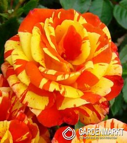 Mehrblütigen Rose Gelb - Orange 1 St.