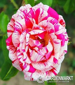 Mehrblütigen Rose Weiß - Rot 1 St.