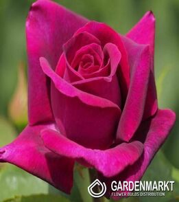 Mehrblütigen Rose Burgund - Himbeere  1 St.