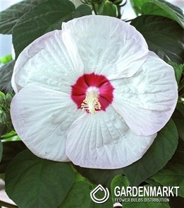 Sumpfeibisch Luna White - Hibiscus Moscheutos 1 St.