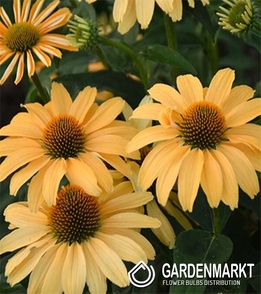 Echinacea Mellow Yellows Topf 1 St.