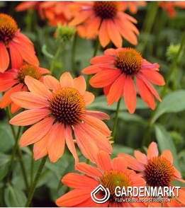 Echinacea - Scheinsonnenhut Lakota Orange Topf 1 St.