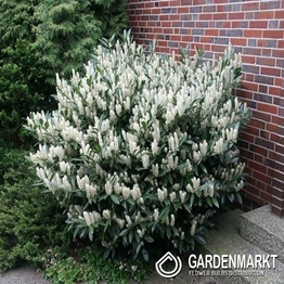 Prunus Laurocerasus Otto Luyken 1 St.