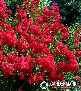 Lagerstroemia - Kreppmyrte Petite Red 1 St.