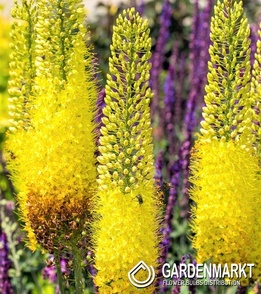Eremurus Steppenkerze Moneymaker 1 St.