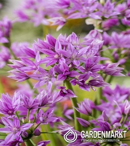 Zierlauch Allium Eros 5 St.