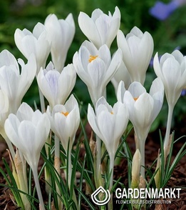 Großblumiger Krokus Ivory Princess 10 St.