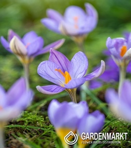 Krokus Jesienny Artabir 10 szt.