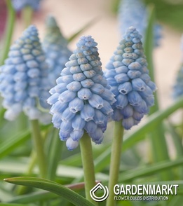 Traubenhyazinthe Muscari Dutch-Beauty 10 St.