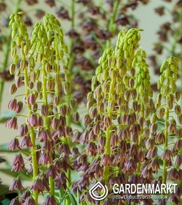 Fritillaria Persica Minaret 1 St.