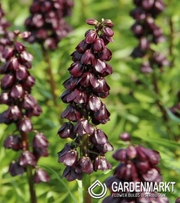 Fritillaria Szachownica Persia Purple Dynamite 1 szt.