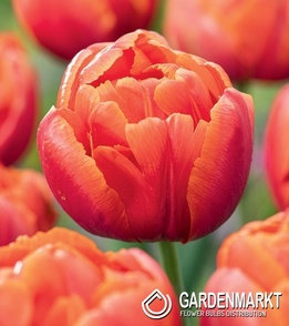 Tulpe Mehrblütige Serano 5 St.