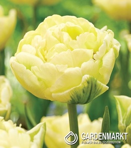 Tulpe Avant Garde 5 St.