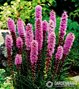 Liatris Spicata Violet 10 St.