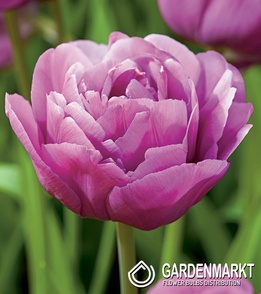 Tulipan Pełny Backpacker 5 szt.