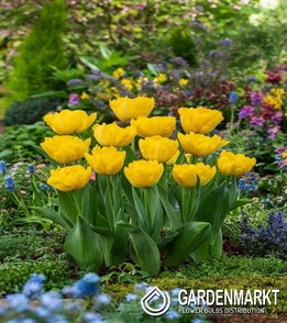 Tulipan Pełny Marie Jo 5 szt.