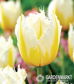 Tulipan Lemon Beauty 5 szt.