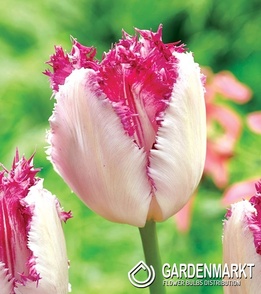 Tulipan Eyelash 5 szt.