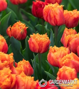 Tulip Royal Centennial 5 St.