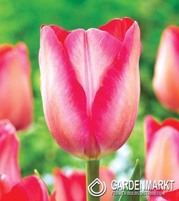 Tulipan Pink Sound 5 szt.
