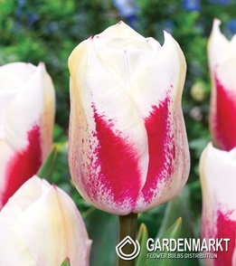 Tulipan Tango 5 szt.