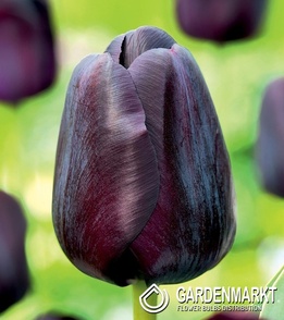 Tulipan Black Jack 5 szt.
