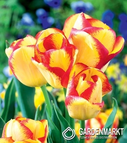Tulip Triumph Outbreak 5 St.