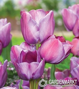 Tulipan Blue Heaven 5 szt.
