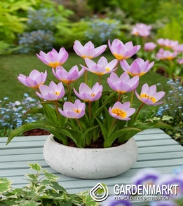 Tulipan Baker Llilac Wonder 5 szt.