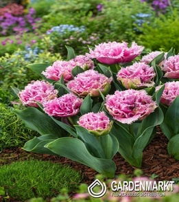 Tulipan Cairns 5 szt.