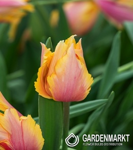 Tulipan Flaming Memory 5 szt.
