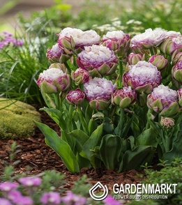 Tulipan Peggy Wonder 5 szt.