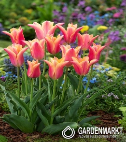 Tulipan Marianne 5 szt.