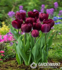 Tulipan Triumph Kansas Proud 5 szt.