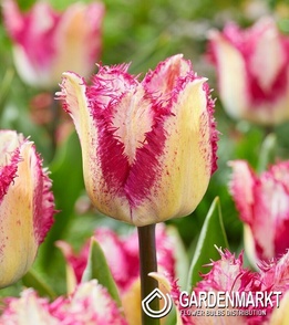 TulipanPassion Play 5 szt.