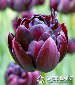 Tulipan Roadstar 5 szt.