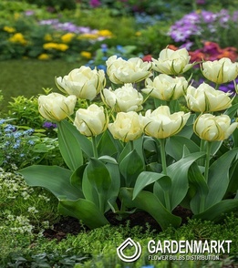 Tulipan Sweet Valley 5 szt.