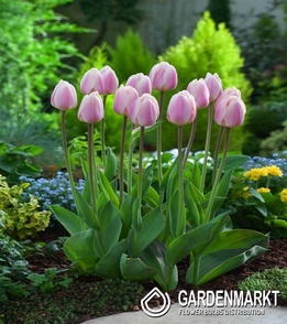 Tulipan Triumph Apricot Delight 5 st.