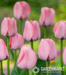 Tulipan Bella Blush 5 st.