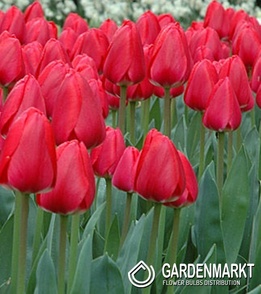 Tulipan Cherry Delight 5 st.