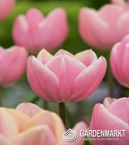 Tulip  Triumph Mango Charm 5 st.