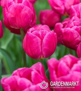 Tulip Triumph Pink Majesty 5 st.