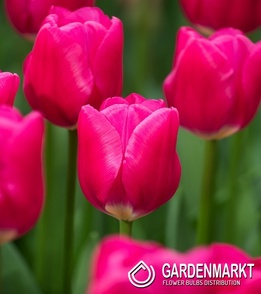 Tulip Triumph Rosy Delight 5 st.